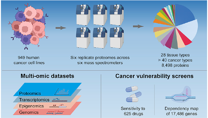 Proteomics Profiling of Cancer Cell Lines