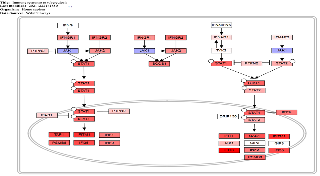Bioinformatics Analysis Reveals Immune-Related Pathways in Tuberculosis Infection